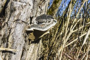 Ein Zunderschwamm an einem abgestorbenen Baum