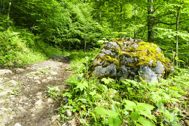 Auf dem Waldweg in Richtung Leonhardstein