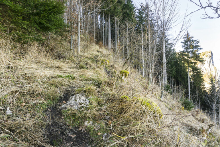 Ein schmaler Pfad führt entlang der steilen Wiese in den Wald