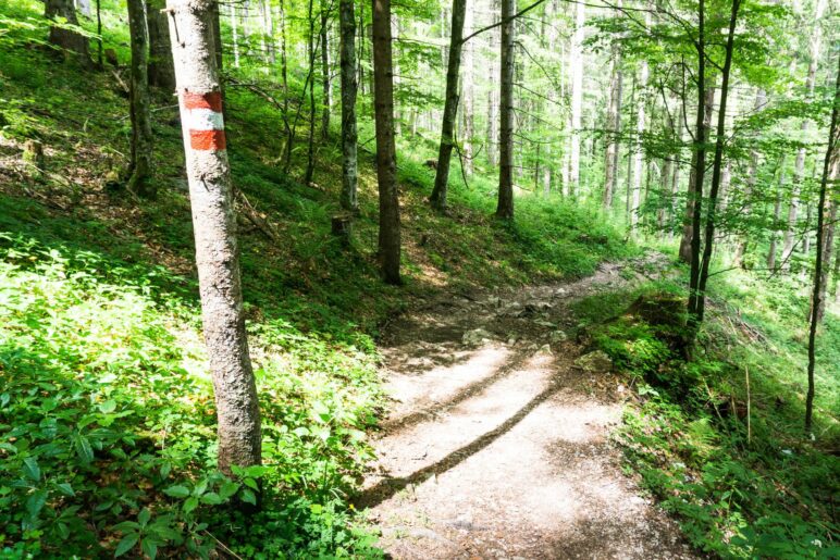 Das letzte Stück der Wanderung führt auf dem Aufstiegsweg zurück zur Tuigenwiese