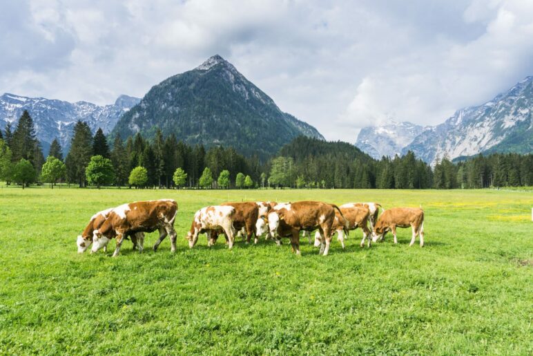 Ein Blick hinüber zum Dristenkopf