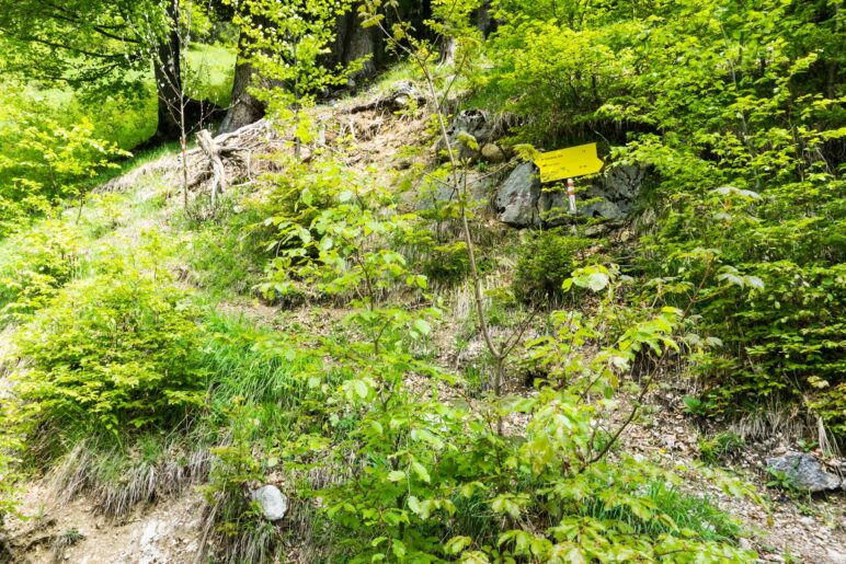 Am zweiten Querweg. Der Abzweig auf den schmalen Bergsteig