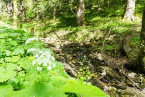 Am Bach im Wald