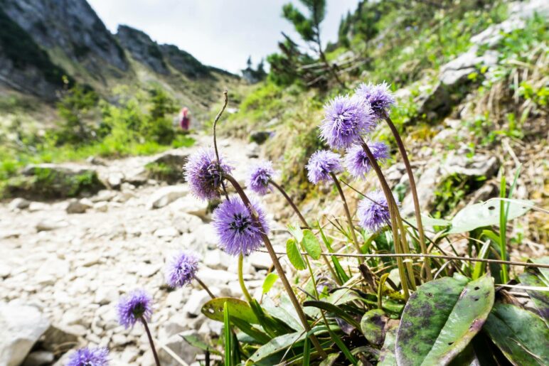 Einige Kugelblumen am Rand des Weges