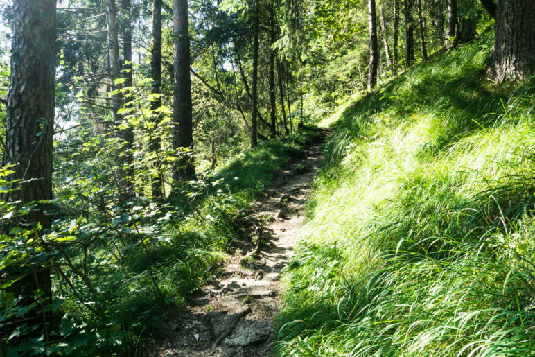 Aufstieg im Wald