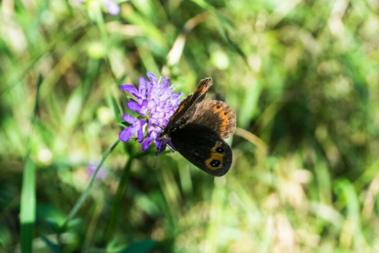 Ein Schmetterling auf einer Blume am Wegrand